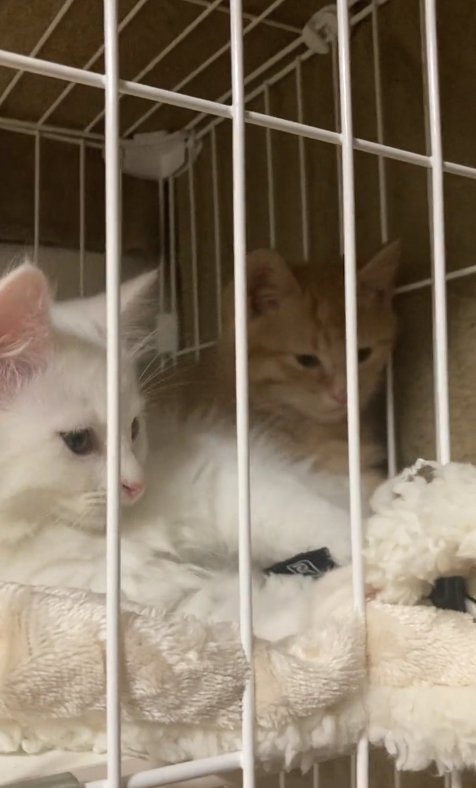 ケージの中にいる2匹の子猫