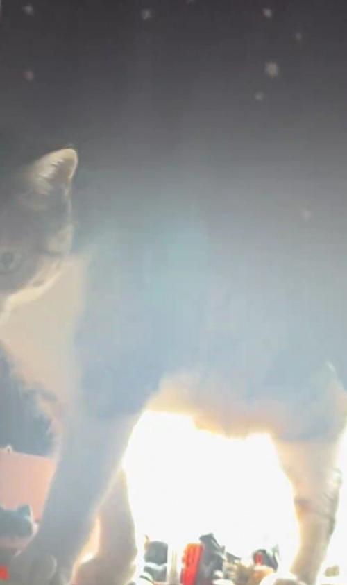 カーテンから出てくる猫