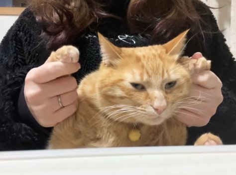 両手を頭の高さに上げている半目の茶トラ猫