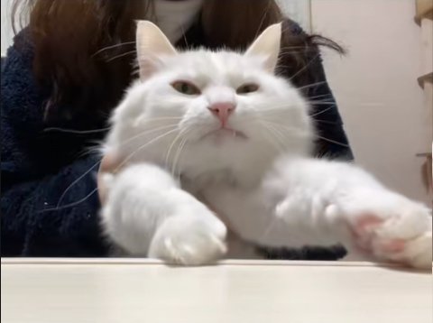 両前足を伸ばしている半目の白猫