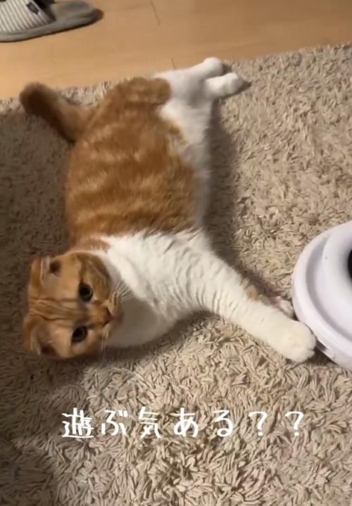 振り返る猫