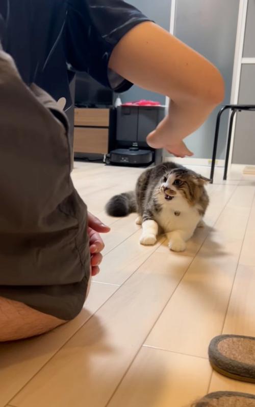 口を閉じる猫