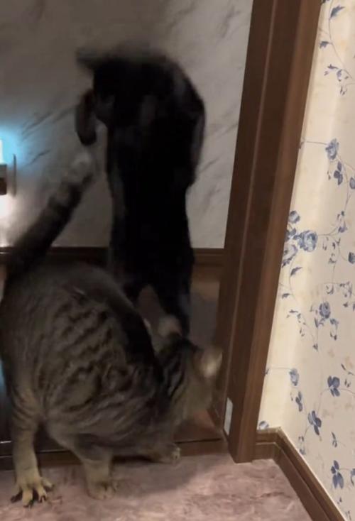 後ずさりする2匹の猫