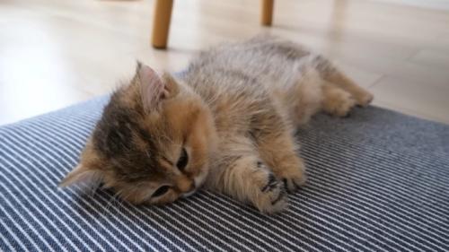 目を閉じそうな子猫