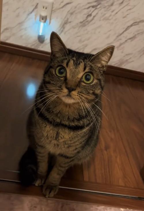 座る猫