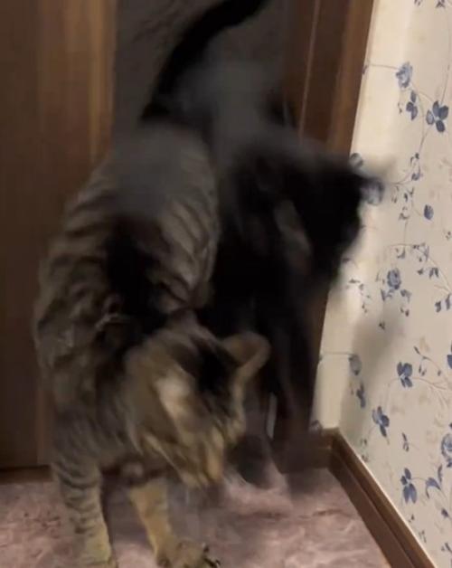 飛ぶ2匹の猫
