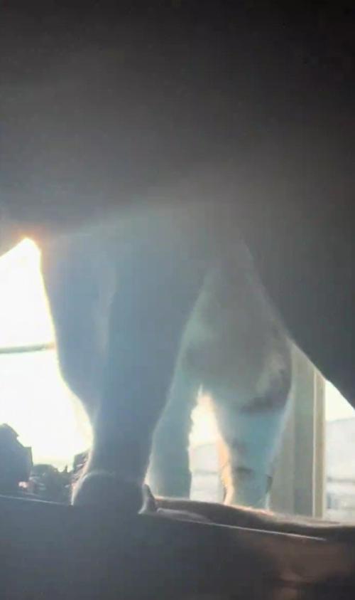 カーテンから出てくる猫