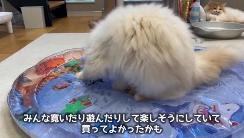 おこめちゃん