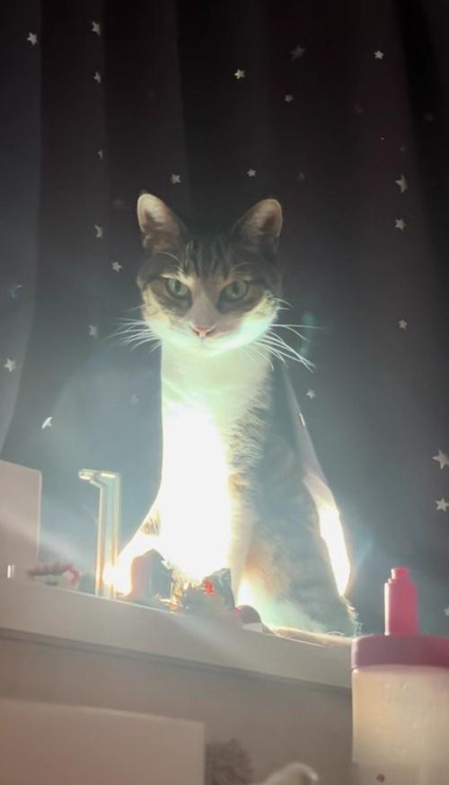 カーテンから出てくる猫