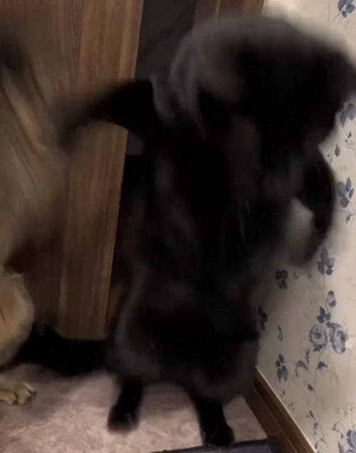 暴れる2匹の猫