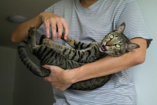ヘソ天で抱っこされている猫