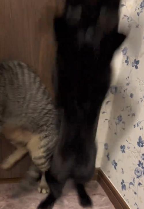 立ち上がる猫