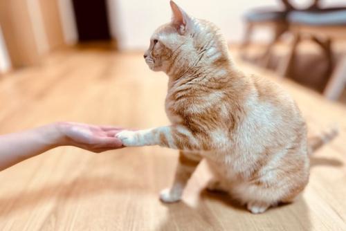 猫にお手をさせる人の手