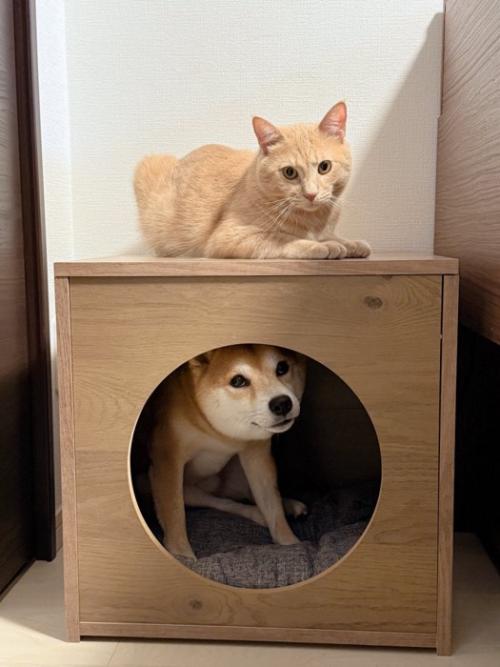 箱の中の犬と箱の上に乗る猫