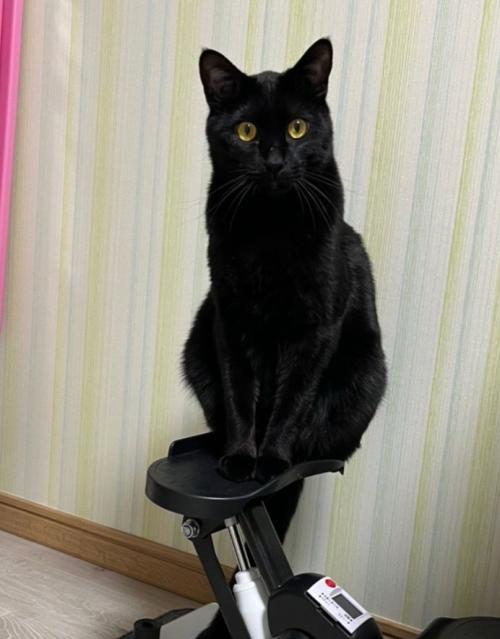 お座りする猫