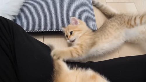 尻尾で遊ぶ子猫