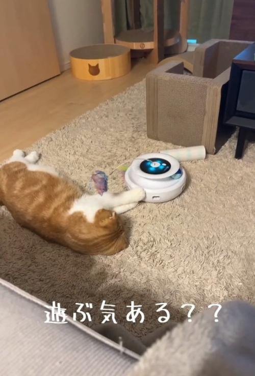寝転がる猫