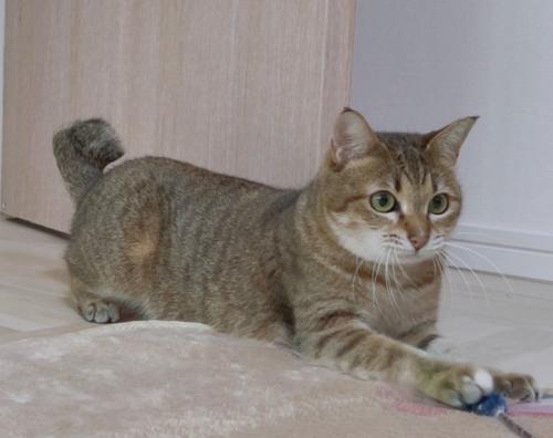 おもちゃを手で押さえる猫