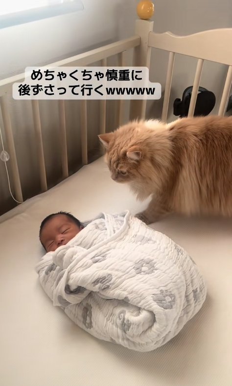 ベビーベッドの上で新生児を見下ろす茶色猫