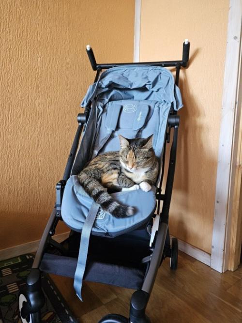 ベビーカーで眠る猫