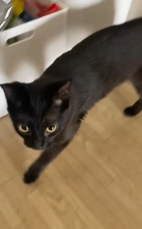 飼い主に呼ばれて行く黒猫