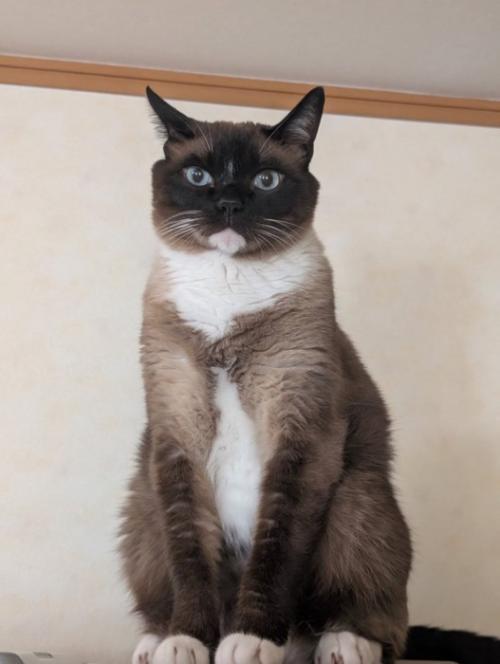 座る猫