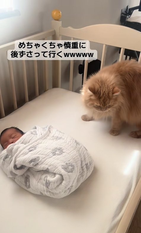 ベビーベッドの上で俯いて新生児から目を背けている茶色猫