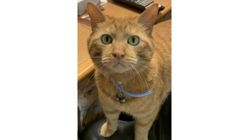 室内にいる猫