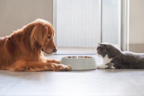 どっちが食べるか話し合う犬と猫