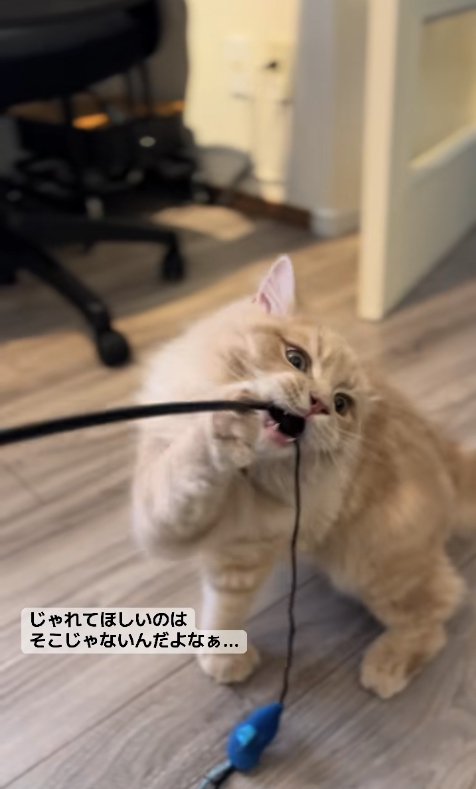 猫じゃらしに噛みついている茶色猫