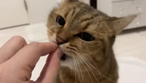 おやつ