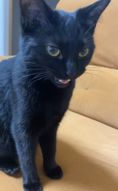 飼い主を見て返事をする黒猫