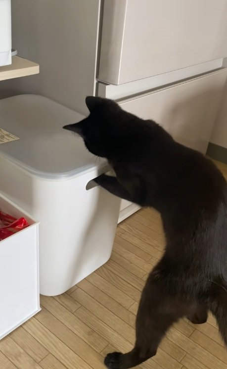 ビニールが入った箱が気になる黒猫