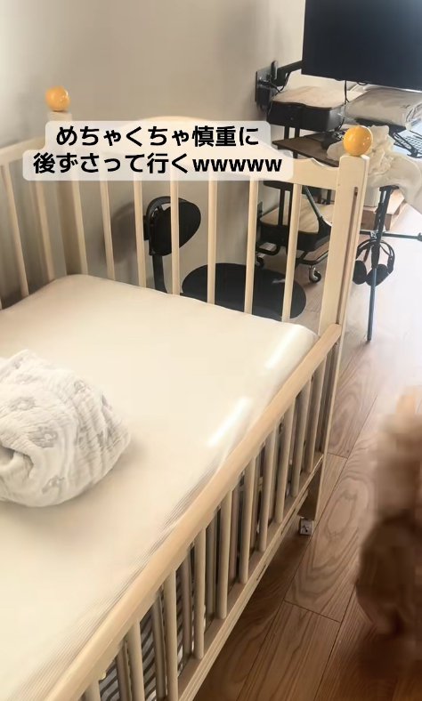 ベビーベッドの近くにいる茶色猫の見切れたお尻