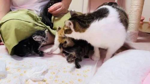 子猫の匂いを嗅ぐ保護猫