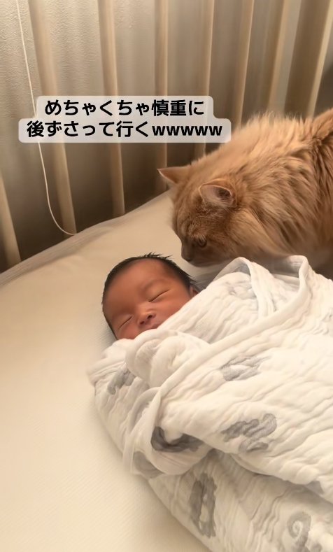 新生児の頭の匂いを嗅いでいる茶色猫