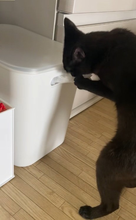 ビニールが入った箱からビニールを出す黒猫
