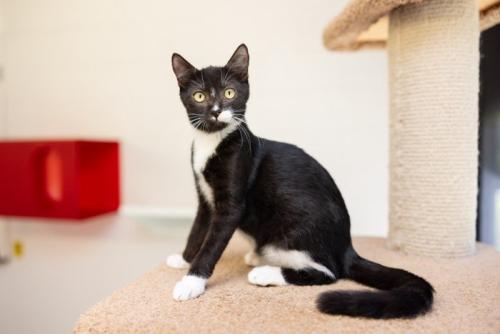 タキシード柄の猫