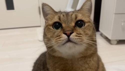 ドアップ