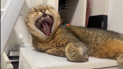 あくび