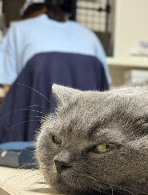 つまらなそうな猫