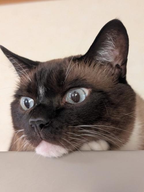 猫の顔