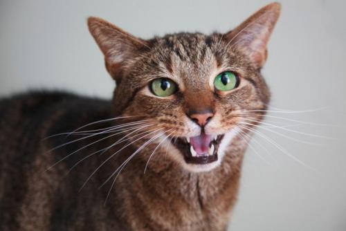 お腹が空いて鳴く猫