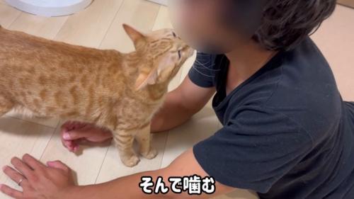 噛みつき