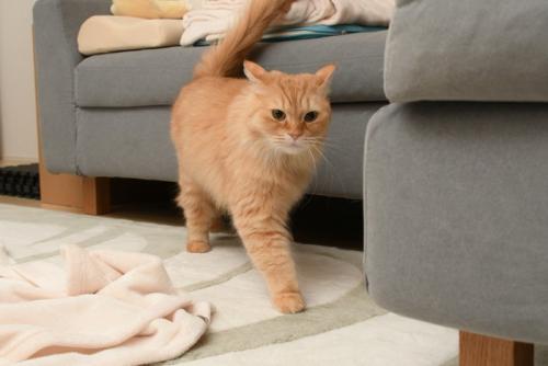 しっぽを立てながら近寄る猫