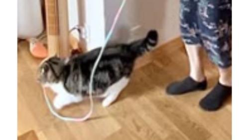 紐をくわえた猫