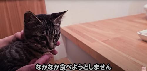 人にご飯を食べさせてもらっている子猫