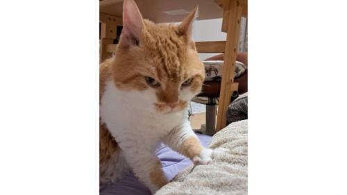 ふみふみしていた猫