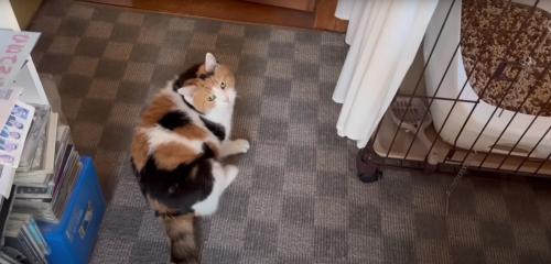 振りむいている猫