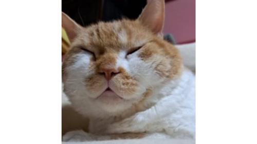 室内にいる猫